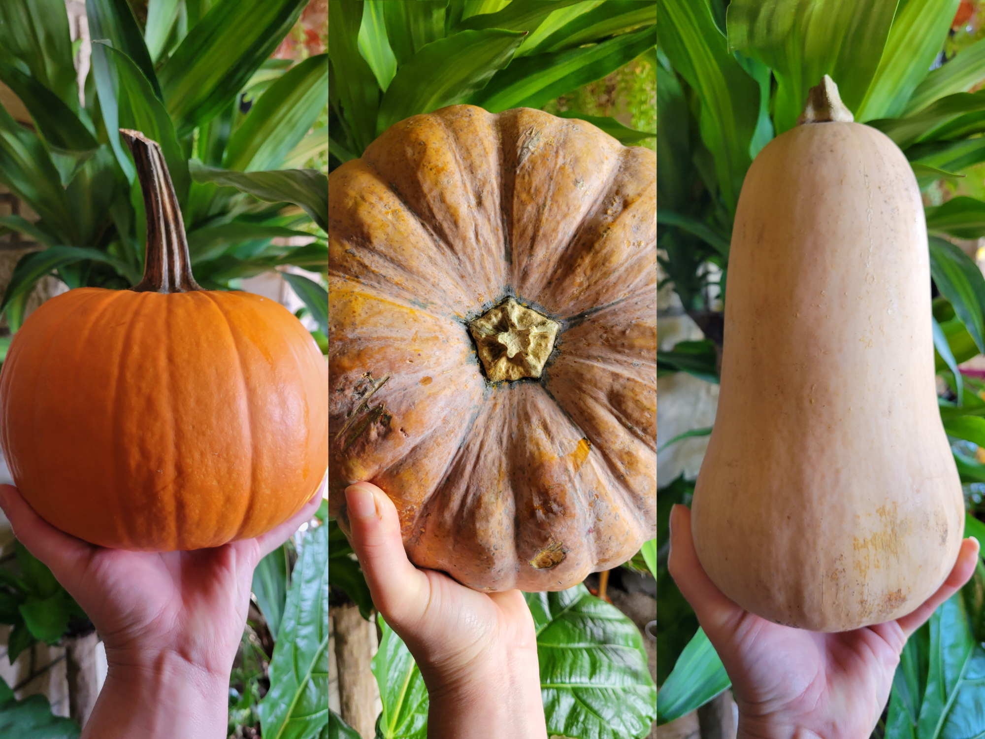 What's the Difference Between Squash, Pumpkins, & Gourds?