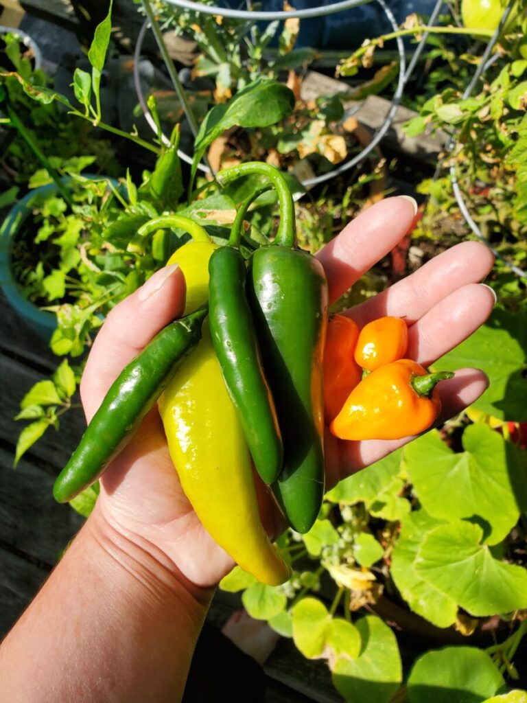 No-Fry Refried Beans, Garden, Habaneros, Serranos, Jalapeños, Banana Peppers