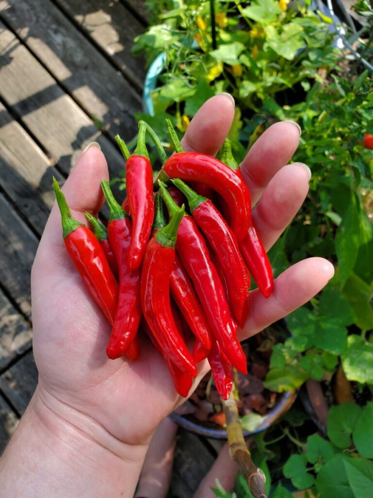 Enchilada Sauce w/ Red Chilis, Garden, Red Chilis