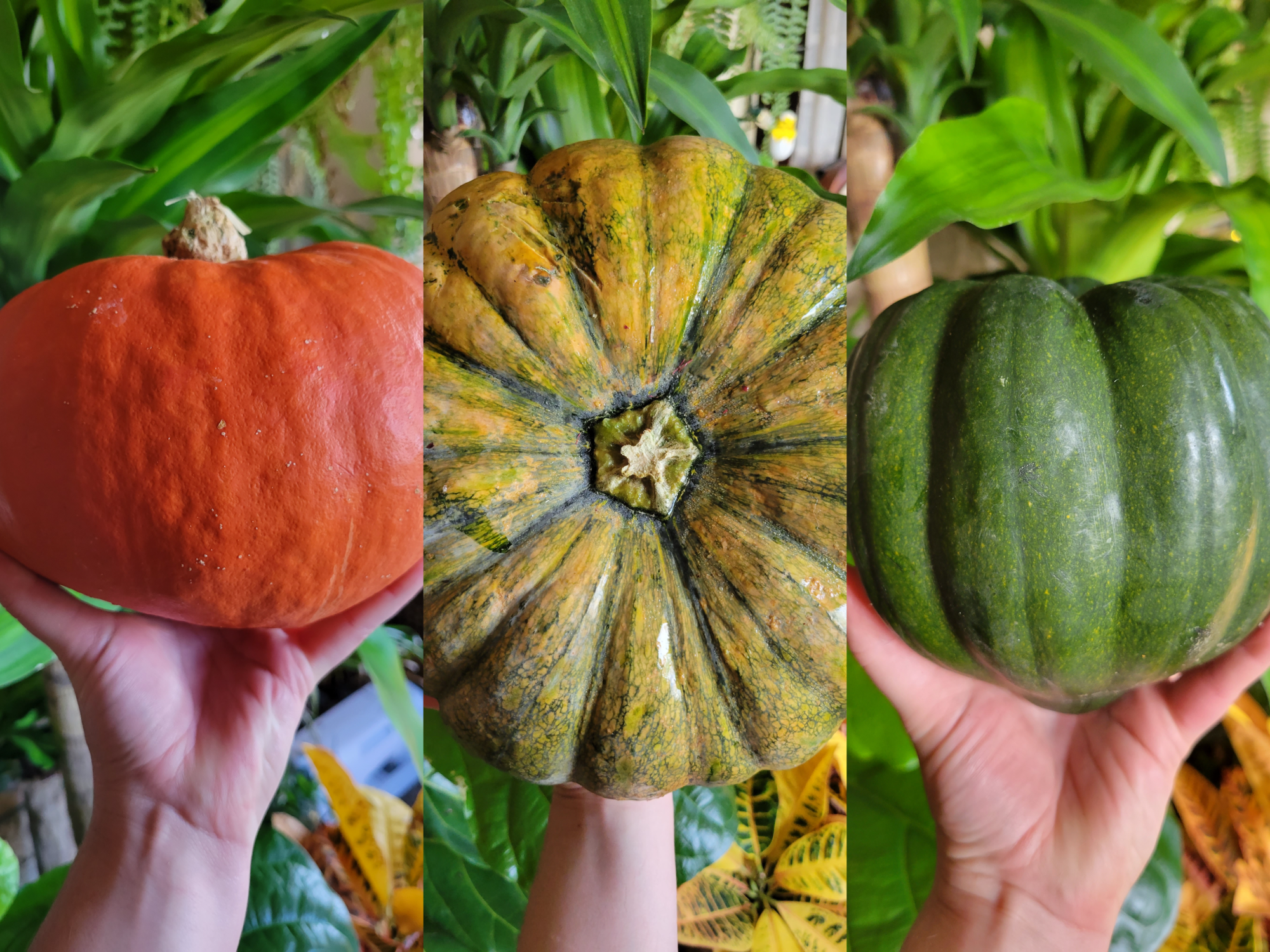 The Fundamentals of Roasting Pumpkins, Squash, & Other Gourds