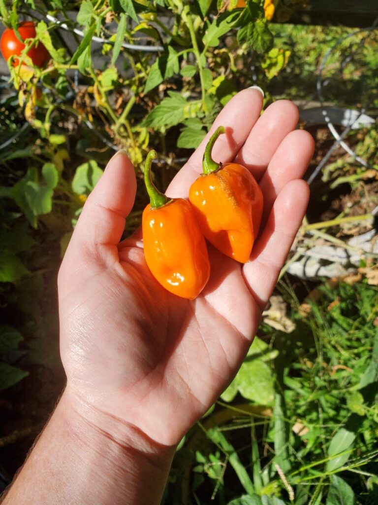 Brown Rice w/ Squash & Habaneros, Garden, Habaneros