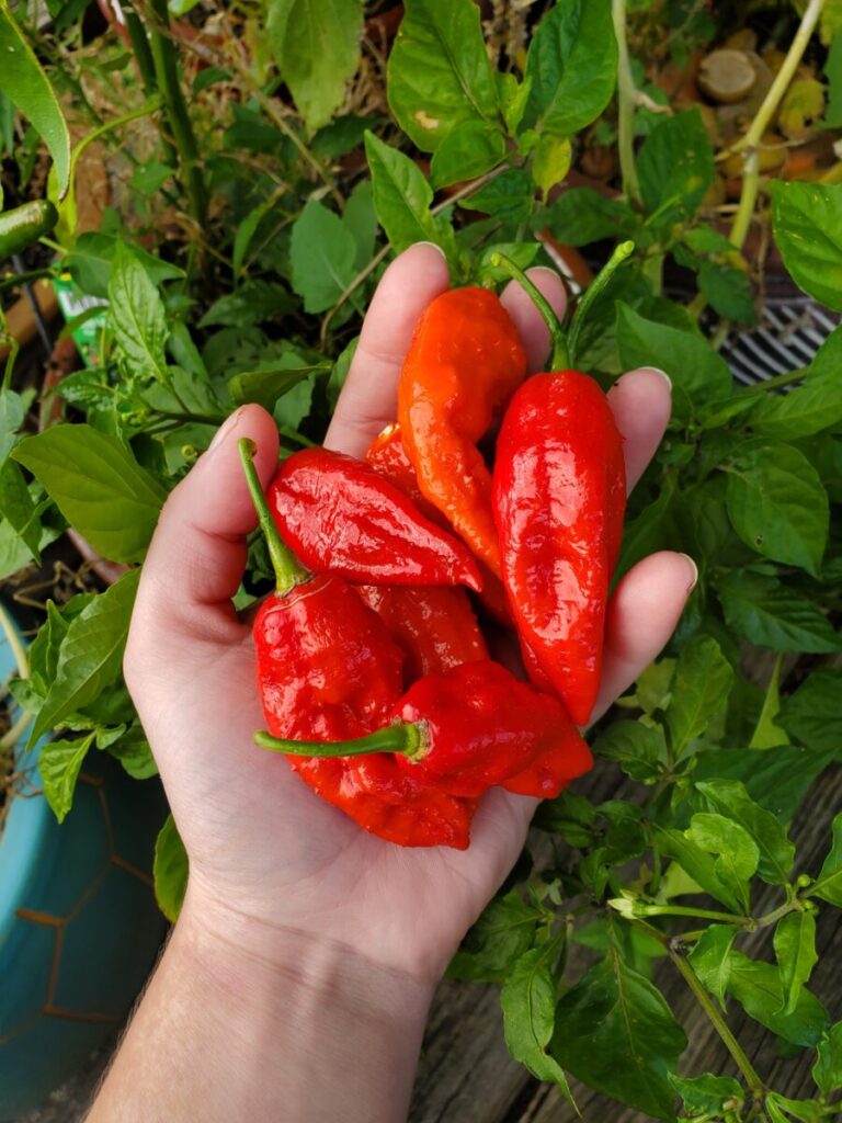 Enchilada Sauce w/ Ghost Peppers