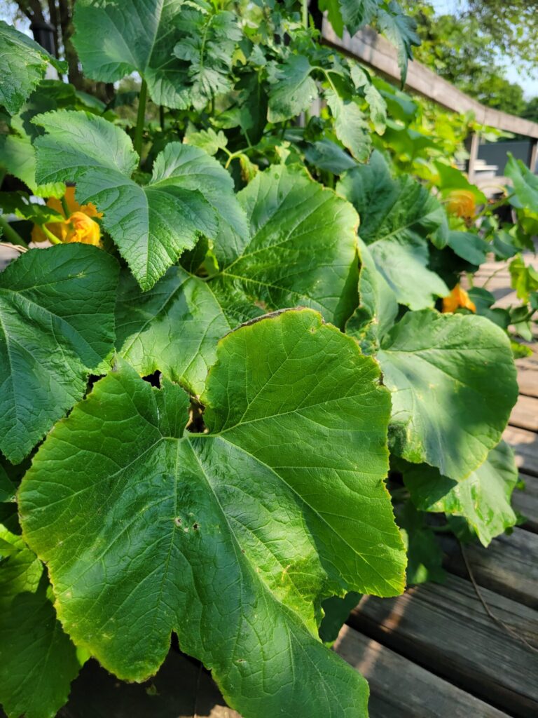 Garden, Squash