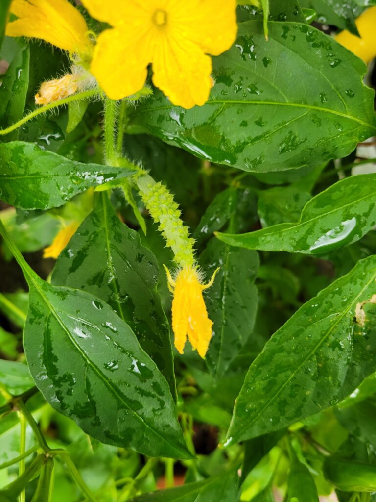 Garden, Cucumber