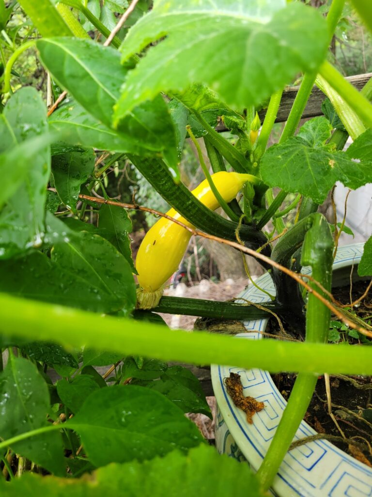 Garden, Squash