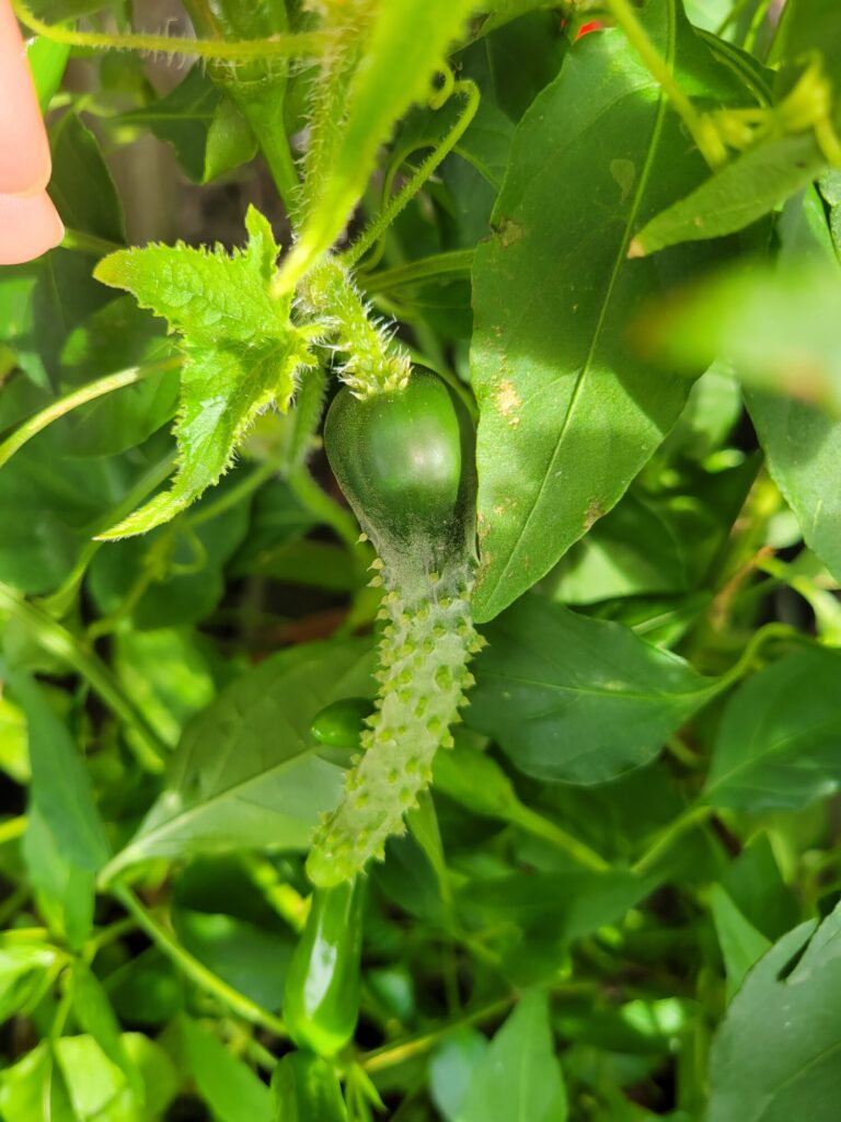 Garden, Cucumber