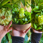 Top 5 Tips on How to Keep Lettuce From Wilting