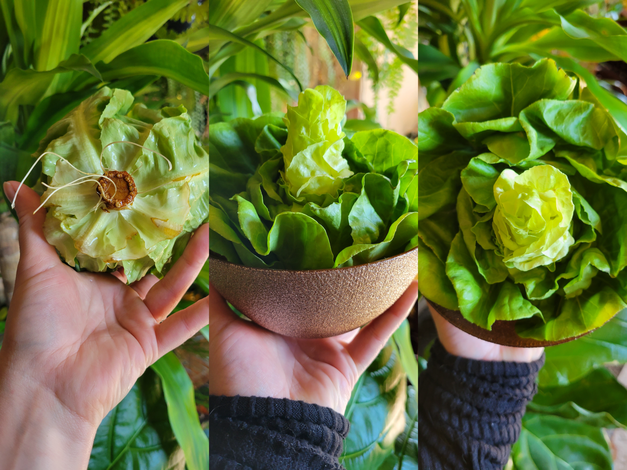 Top 5 Tips on How to Keep Lettuce From Wilting