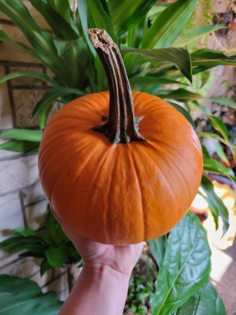 Produce, Pumpkin