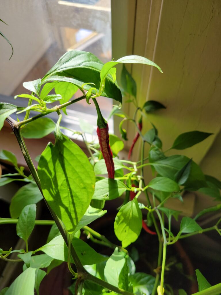 Peanut Sauce w/ Tamari & Thai Chili, Garden