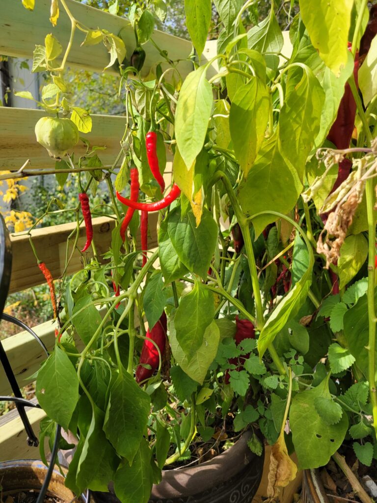 Enchilada Sauce w/ Thai Chilis, Garden