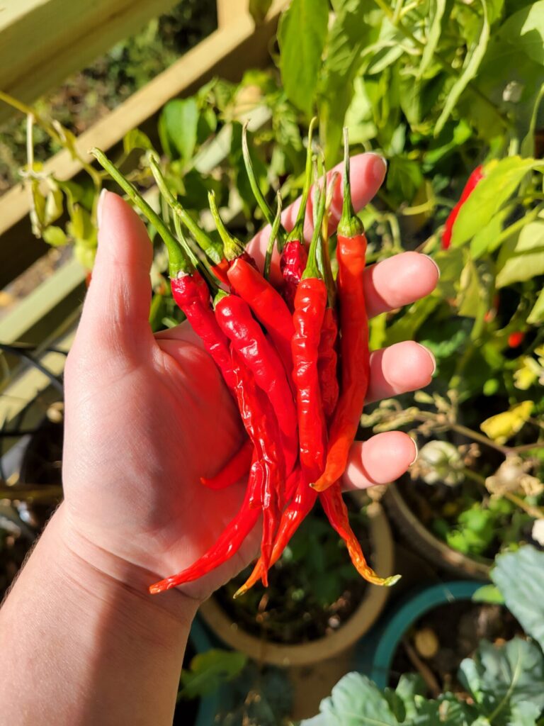 Enchilada Sauce w/ Thai Chilis, Garden