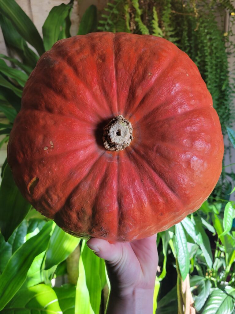 Roasted Ambercup Squash