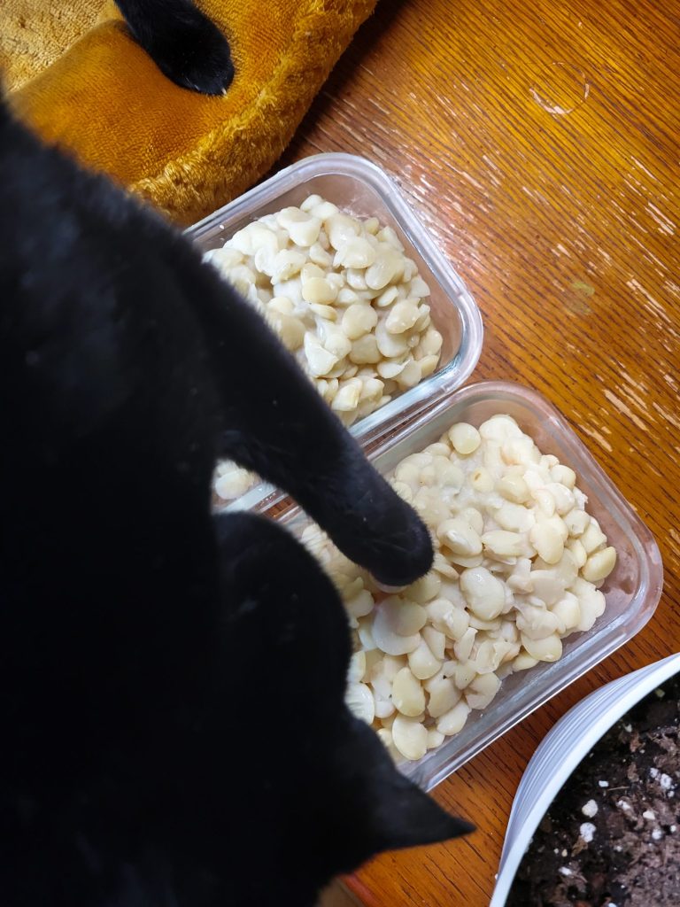 Quick Soak Lima Beans, Esméralda