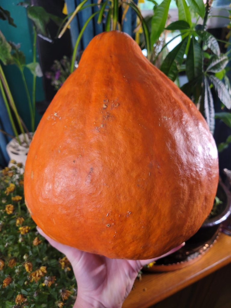 Roasted Red Hubbard Squash