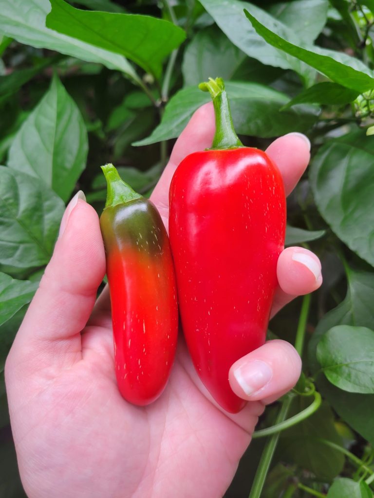 Spanish Rice w/ Flaming Jade & Mariachi Peppers, Garden