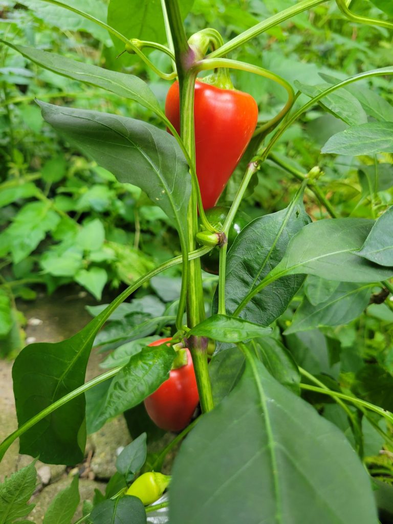 Spanish Rice w/ Flaming Jade & Mariachi Peppers, Garden