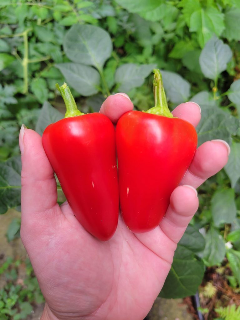 Spanish Rice w/ Flaming Jade & Mariachi Peppers, Garden