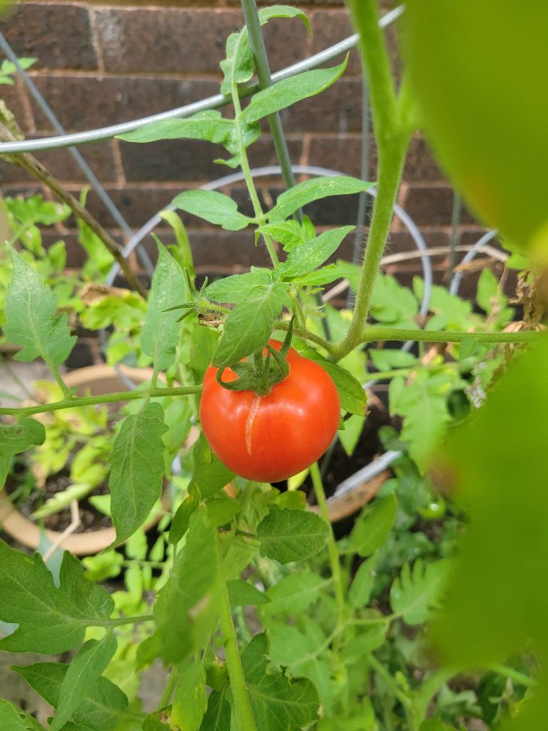 Spanish Rice w/ Flaming Jade & Mariachi Peppers, Garden, Tomatoes