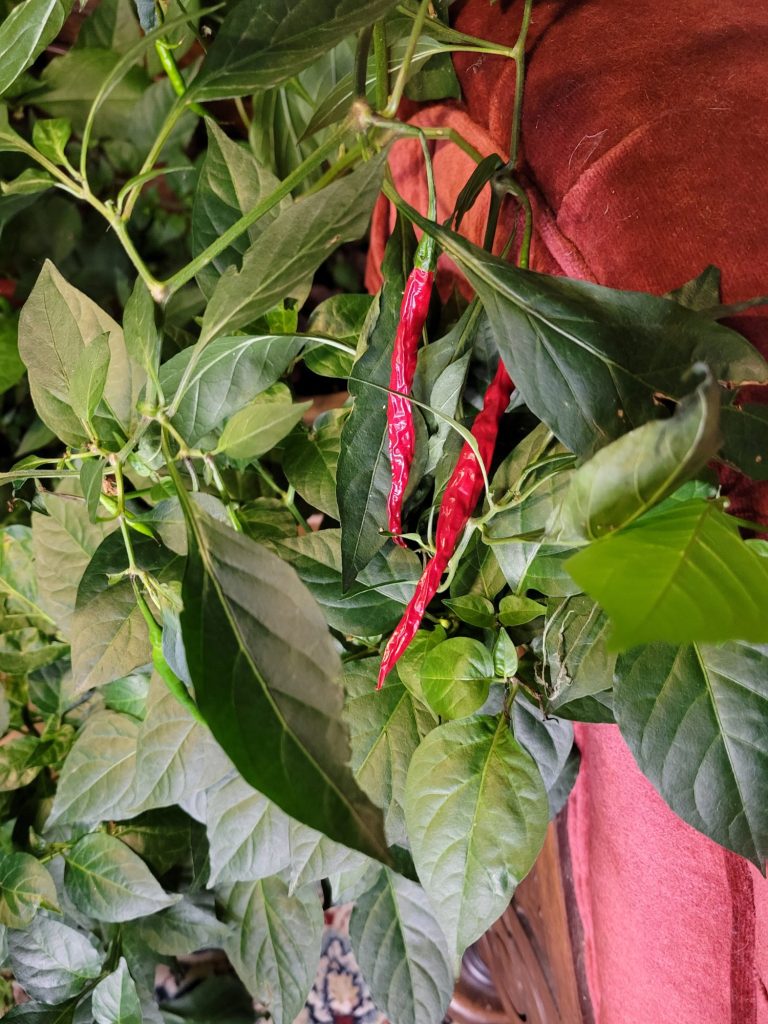 Spanish Rice w/ Cayenne Peppers & Bay Leaves, Garden